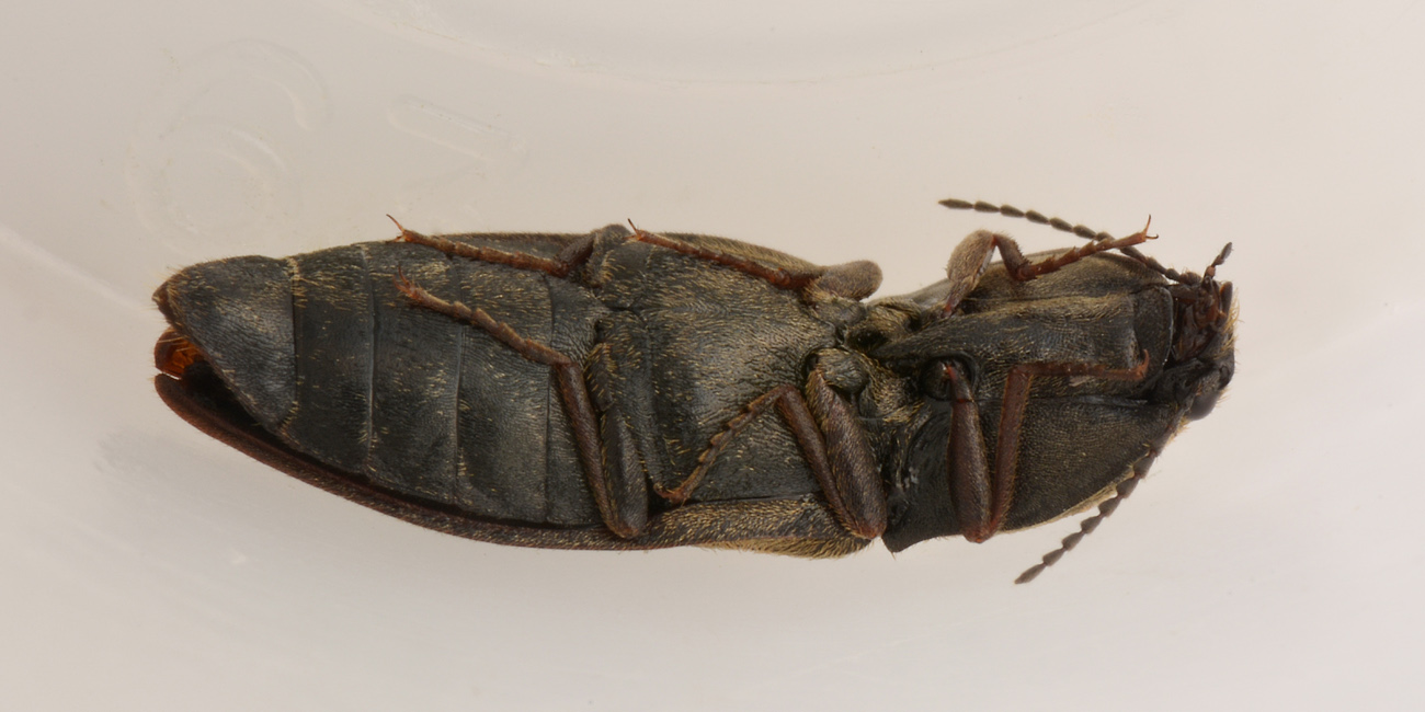 Elateridae: Prosternon tessellatum?  S !